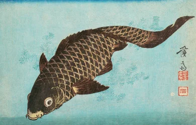 Koi